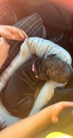 Chinese Shar Pei Puppies for sale in Riverside, CA, USA. price: NA