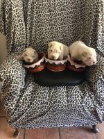 Chinese Shar Pei Puppies for sale in Hollywood, FL, USA. price: NA