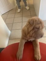 Chinese Shar Pei Puppies for sale in Austin, TX, USA. price: NA