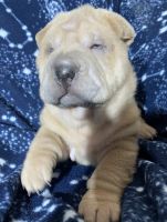 Chinese Shar Pei Puppies for sale in Pueblo West, CO, USA. price: NA