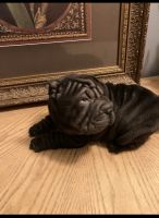 Chinese Shar Pei Puppies for sale in Jackson, MI, USA. price: NA