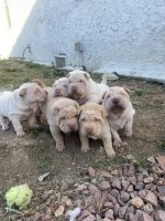 Chinese Shar Pei Puppies for sale in Inglewood, CA 90301, USA. price: NA