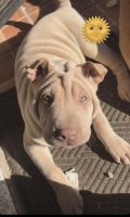 Chinese Shar Pei Puppies for sale in Inglewood, CA 90301, USA. price: NA