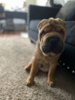 Chinese Shar Pei Puppies for sale in Garland, TX, USA. price: NA