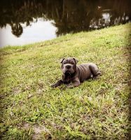 Chinese Shar Pei Puppies for sale in Lake Mary, FL 32746, USA. price: NA