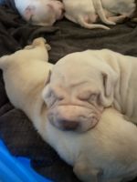 Chinese Shar Pei Puppies for sale in Jacksonville, FL 32246, USA. price: NA