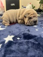 Chinese Shar Pei Puppies for sale in Orange County, CA, USA. price: NA