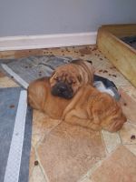 Chinese Shar Pei Puppies for sale in Sanford, NC, USA. price: NA