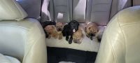 Chinese Shar Pei Puppies for sale in Las Vegas, NV 89110, USA. price: NA