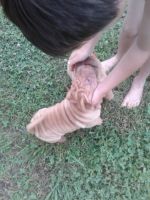 Chinese Shar Pei Puppies for sale in Gallipolis, OH 45631, USA. price: NA