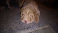 Chinese Shar Pei Puppies for sale in Gays Mills, WI 54631, USA. price: NA