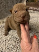 Chinese Shar Pei Puppies for sale in Liberty, MO, USA. price: NA
