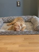 Chinese Shar Pei Puppies for sale in Aberdeen Township, NJ 07747, USA. price: NA