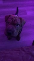 Chinese Shar Pei Puppies for sale in Las Vegas, NV, USA. price: NA