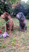 Chinese Shar Pei Puppies for sale in Norcross, GA, USA. price: NA