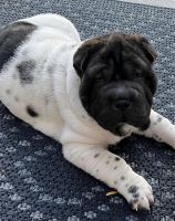 Chinese Shar Pei Puppies for sale in Brighton, CO, USA. price: NA