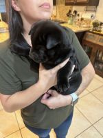 Chinese Shar Pei Puppies for sale in Vacaville, CA, USA. price: NA