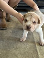 Chinese Shar Pei Puppies for sale in Milburn, OK 73450, USA. price: NA