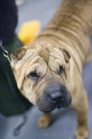 Chinese Shar Pei Puppies for sale in San Jose, CA, USA. price: NA