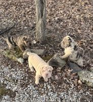 Chinese Shar Pei Puppies for sale in Brodhead, KY, USA. price: NA