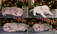 Chinese Shar Pei Puppies for sale in 92376 S Sage Ave, Rialto, CA 92376, USA. price: NA
