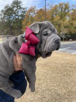 Chinese Shar Pei Puppies for sale in Camden, SC 29020, USA. price: NA