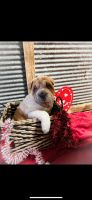 Chinese Shar Pei Puppies for sale in Brodhead, KY, USA. price: NA