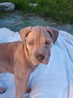 Chinese Shar Pei Puppies for sale in Torrance, California. price: NA