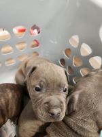 Chinese Shar Pei Puppies for sale in Tampa, Florida. price: $150