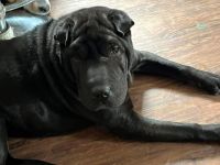 Chinese Shar Pei Puppies for sale in Midvale, Utah. price: $250