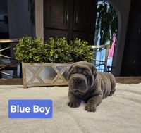 Chinese Shar Pei Puppies for sale in Blossvale, New York. price: $2,800