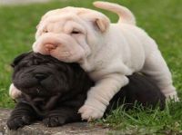 Chinese Shar Pei Puppies for sale in Dover, DE, USA. price: NA