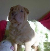 Chinese Shar Pei Puppies for sale in Bakersfield, CA, USA. price: NA