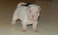 Chinese Shar Pei Puppies for sale in Lexington, KY, USA. price: NA