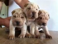 Chinese Shar Pei Puppies for sale in Dallas, TX, USA. price: NA