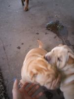 Chinese Shar Pei Puppies for sale in Tulsa, OK, USA. price: NA
