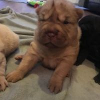 Chinese Shar Pei Puppies for sale in Camden Wyoming, Camden, DE 19934, USA. price: NA