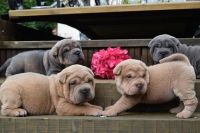 Chinese Shar Pei Puppies for sale in Rochester, NY, USA. price: NA