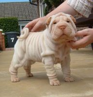 Chinese Shar Pei Puppies for sale in Rochester, MN, USA. price: NA