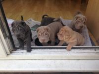 Chinese Shar Pei Puppies for sale in Houston, TX, USA. price: NA