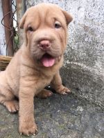 Chinese Shar Pei Puppies for sale in Manchester, NH, USA. price: NA