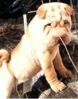 Chinese Shar Pei Puppies for sale in Milwaukee, WI, USA. price: NA