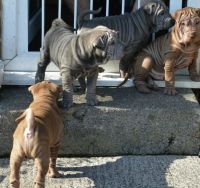 Chinese Shar Pei Puppies for sale in Phoenix, AZ, USA. price: NA