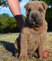 Chinese Shar Pei Puppies for sale in Santa Maria, CA, USA. price: NA