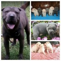 Chinese Shar Pei Puppies for sale in Henderson, NC 27537, USA. price: NA