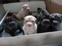 Chinese Shar Pei Puppies for sale in Chicago, IL, USA. price: NA