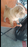 Chinese Shar Pei Puppies for sale in Tyler, TX, USA. price: NA