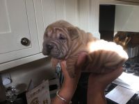 Chinese Shar Pei Puppies for sale in Missiouri CC, Elsberry, MO 63343, USA. price: NA