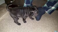 Chinese Shar Pei Puppies for sale in Birmingham, AL, USA. price: NA