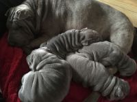 Chinese Shar Pei Puppies for sale in Topeka, KS, USA. price: NA
